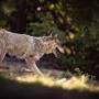 Συναγερμός στο Τατόι μετά την επίθεση λύκου και τα νέα μέτρα ασφαλείας για τους πολίτες