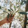 ΓΕΡΟΒΑΣΙΛΗ : ΓΙΑ ΤΗΝ ΑΚΑΡΠΙΑ ΤΗΣ ΕΛΙΑΣ ΣΤΗΝ ΑΡΤΑ